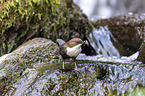 common dipper