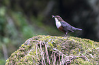 common dipper