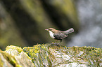 common dipper