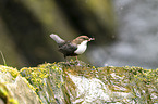 common dipper