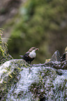 common dipper