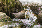 common dipper
