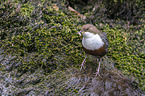 common dipper