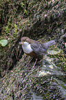 common dipper