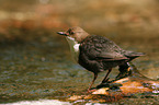 white-throated water ouzel