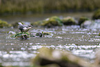 common dipper