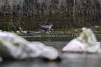 common dipper