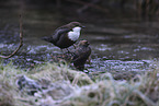 white-throated water ouzel
