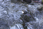 white-throated water ouzel
