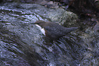 white-throated water ouzel