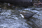 white-throated water ouzel