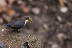 white-throated water ouzel