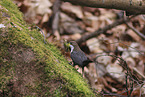 white-throated water ouzel