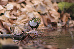 white-throated water ouzel