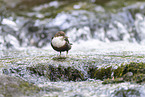 Eurasian dipper