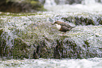 Eurasian dipper