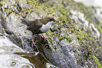 Eurasian dipper