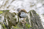Eurasian dipper