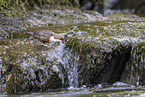 Eurasian dipper