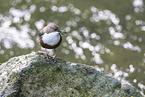 Eurasian dipper