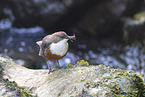 Eurasian dipper