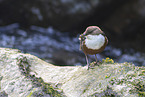 Eurasian dipper