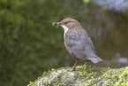 Eurasian dipper