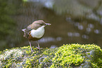 Eurasian dipper