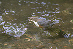Eurasian dipper