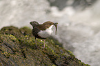 Eurasian dipper