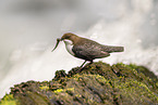 Eurasian dipper