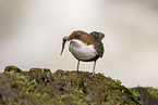 Eurasian dipper