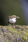 Eurasian dipper