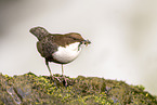 Eurasian dipper