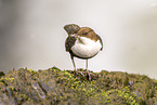 Eurasian dipper