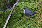 white-throated water ouzel