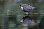 white-throated water ouzel