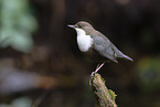 white-throated water ouzel