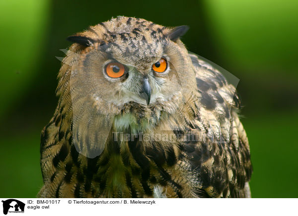 Uhu / eagle owl / BM-01017