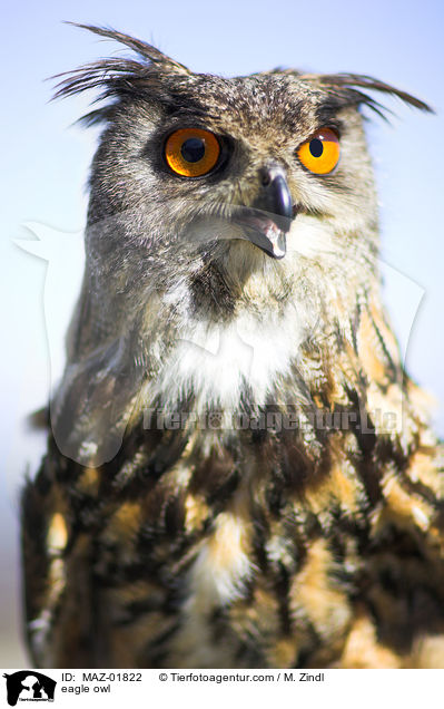 eagle owl / MAZ-01822