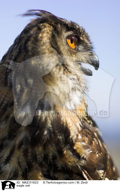 Uhu / eagle owl / MAZ-01823