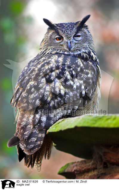 eagle owl / MAZ-01826