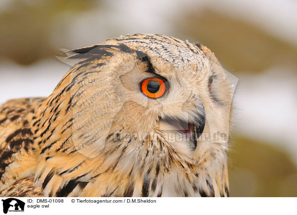 Uhu / eagle owl / DMS-01098