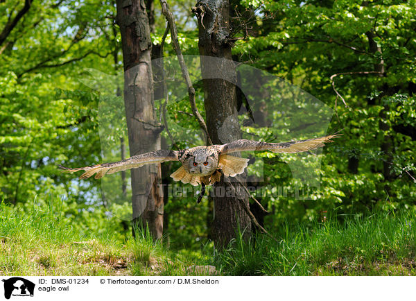 eagle owl / DMS-01234