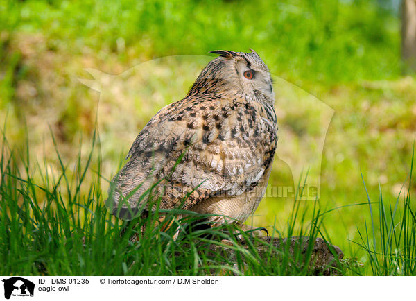 eagle owl / DMS-01235