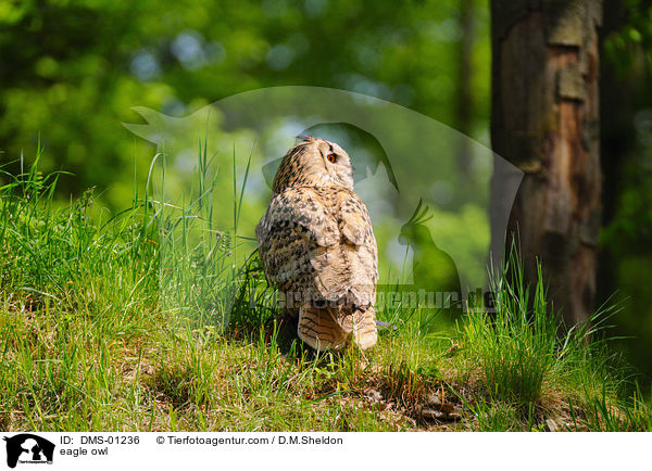 eagle owl / DMS-01236