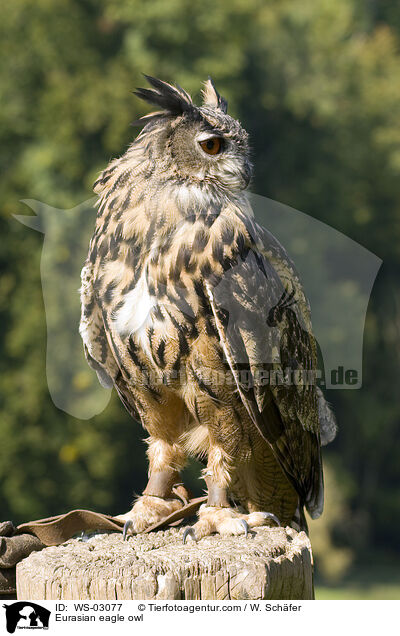 Eurasian eagle owl / WS-03077