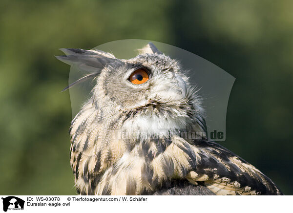 Eurasian eagle owl / WS-03078