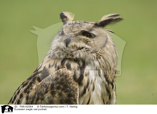 Eurasian eagle owl portrait / THA-02064