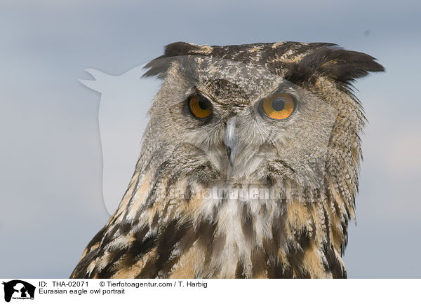 Eurasian eagle owl portrait / THA-02071